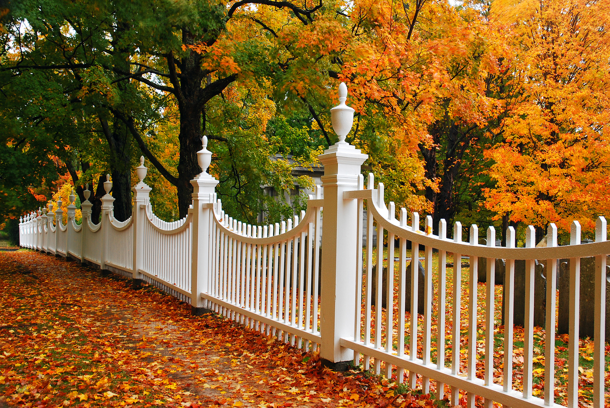 Best Natural Fence